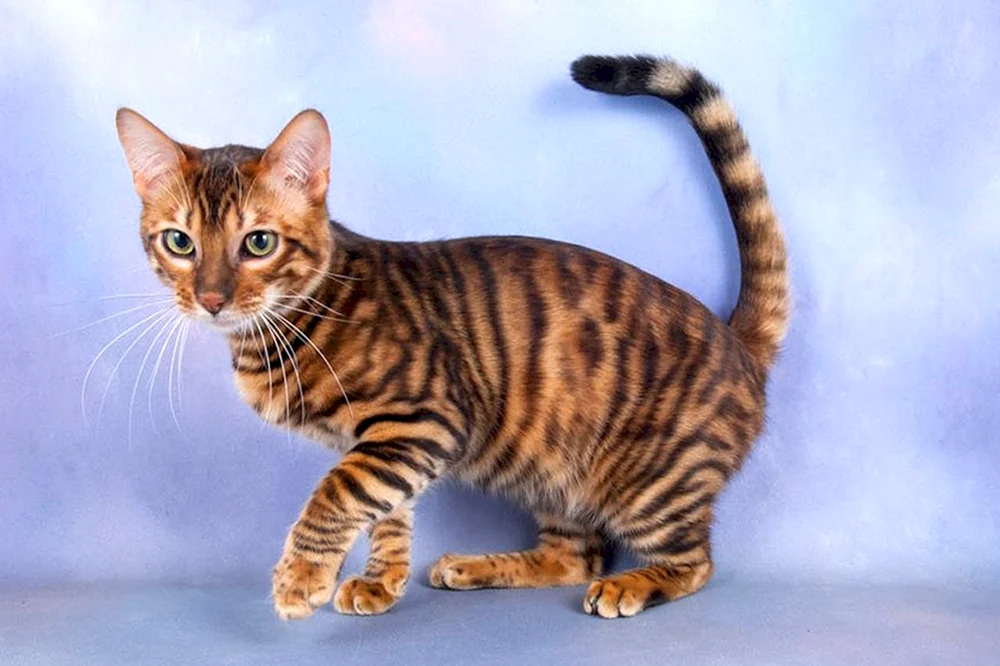 Toyger-Kätzchen