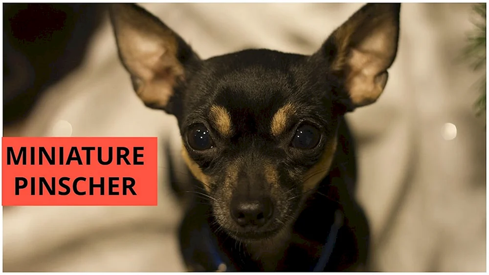 Toyterrier kurzhaarig
