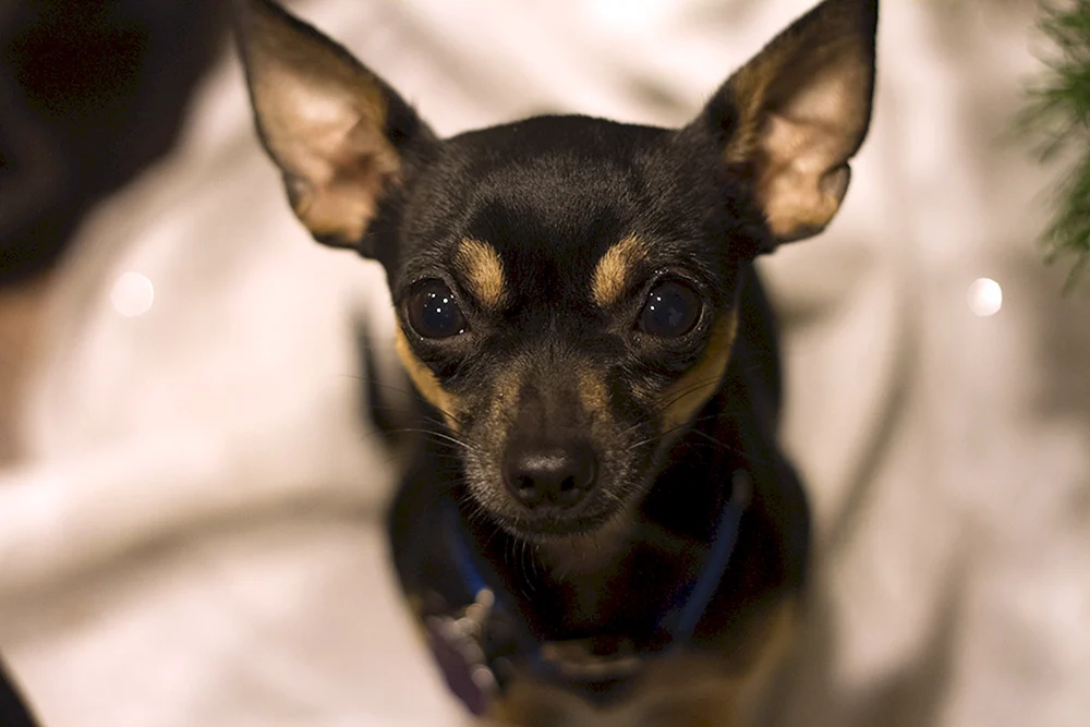Chihuahua Hunde schwarz