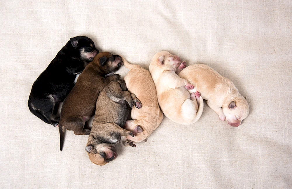 Neugeborene Chihuahua Welpen