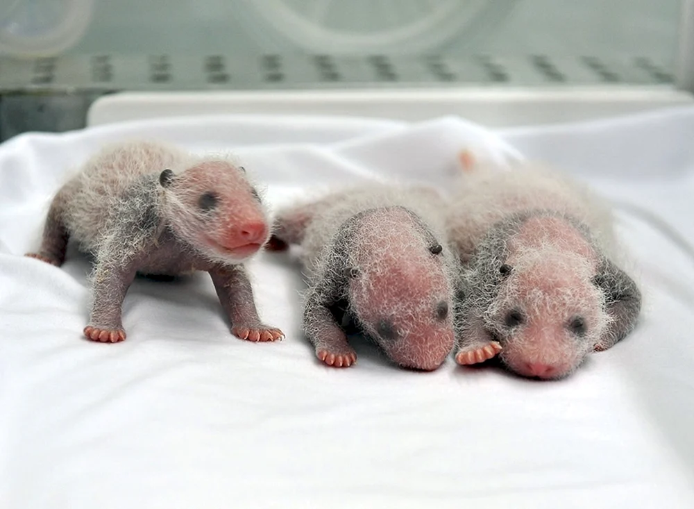 Neugeborenes Eisbärenbaby