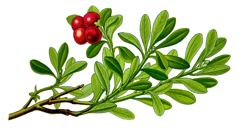 Cluckleberries Bärentrauben und Preiselbeeren