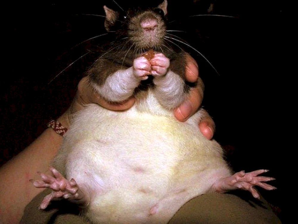 Fette Ratte