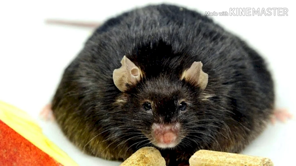 Fette Ratte
