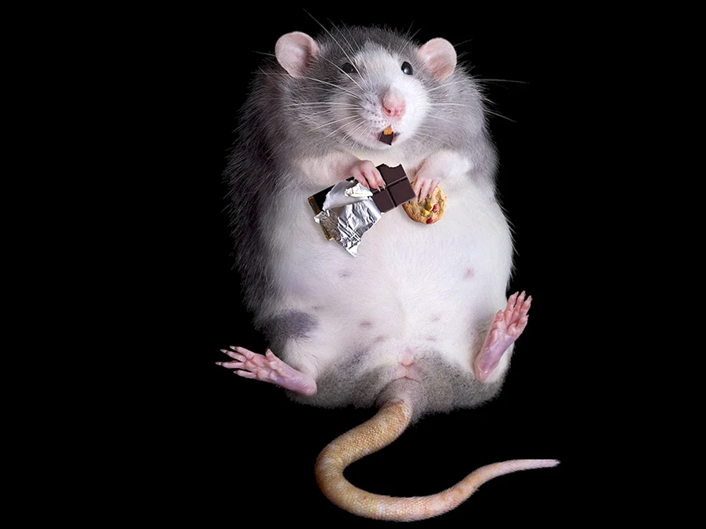 Degu-Maus