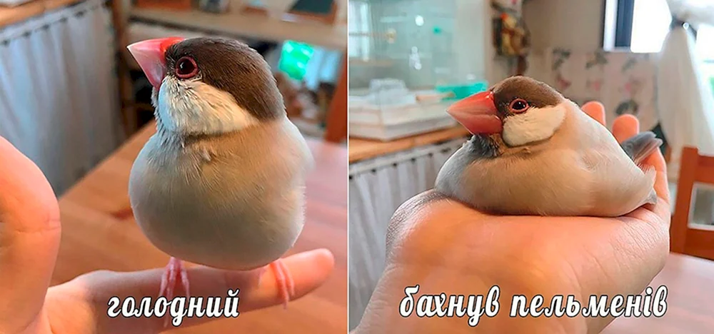 Zornvögel Terence