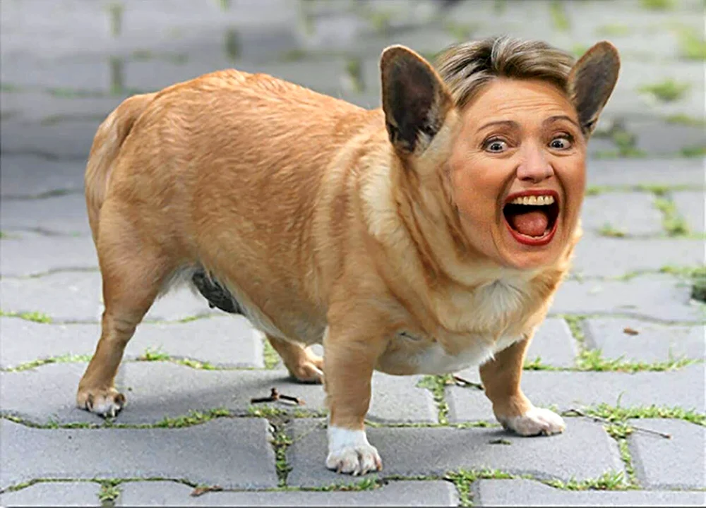 Fetter Schäferhund