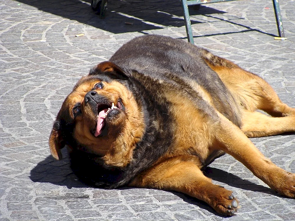 Labrador Retriever