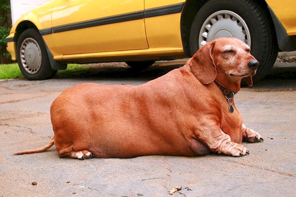 Fetter Hund Dackel