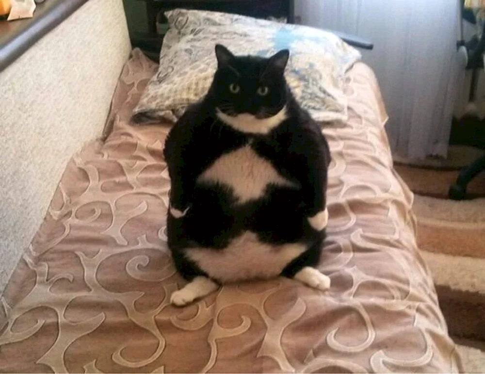Katzenkatze