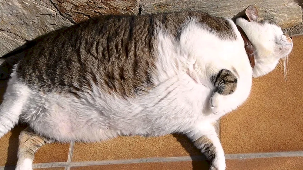 Dicke Katzen