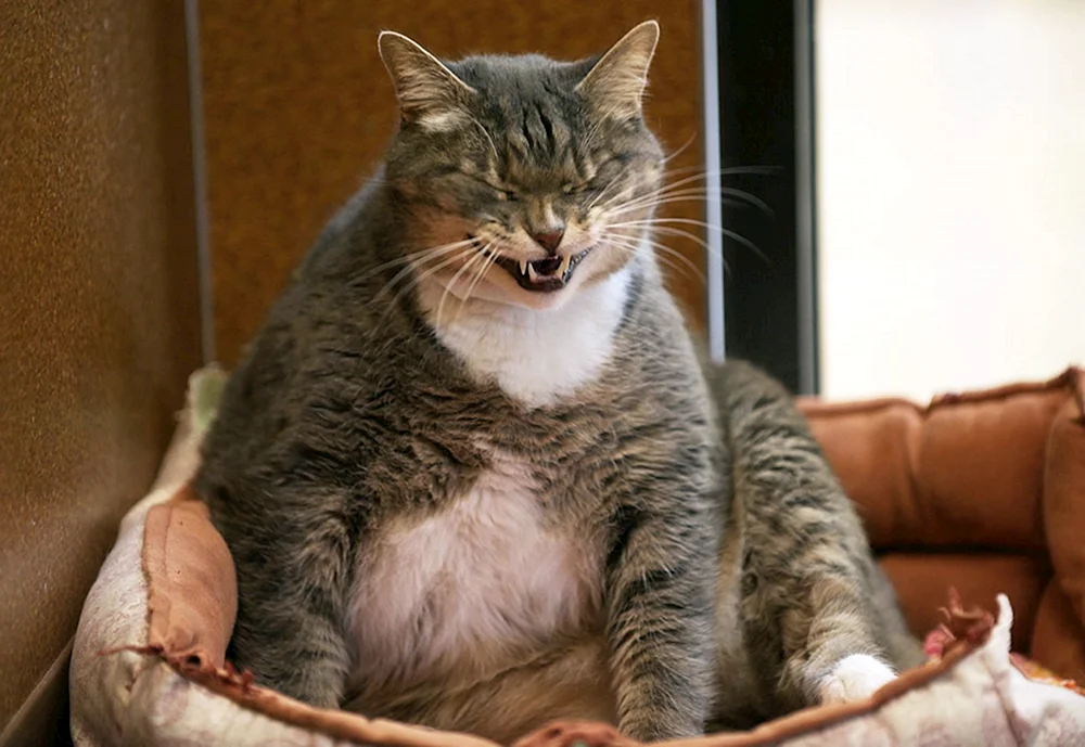 Dicke Katzen