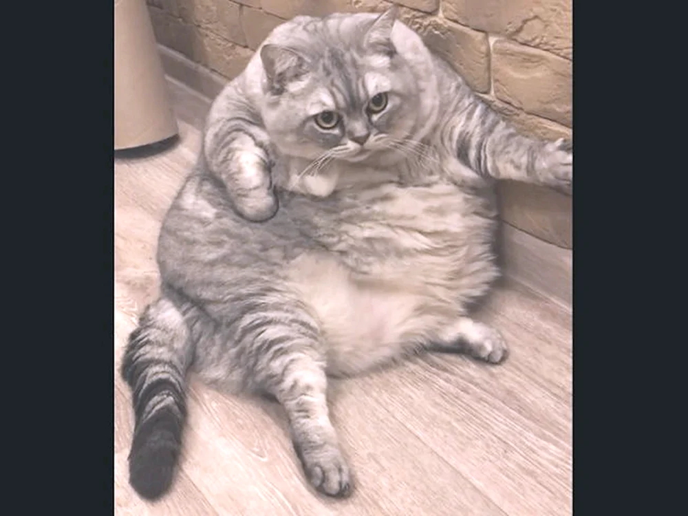 Langhaarige Katze