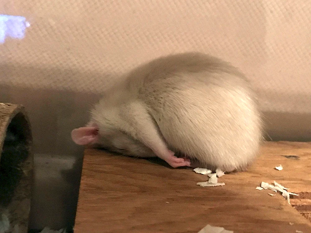 Fette Ratten