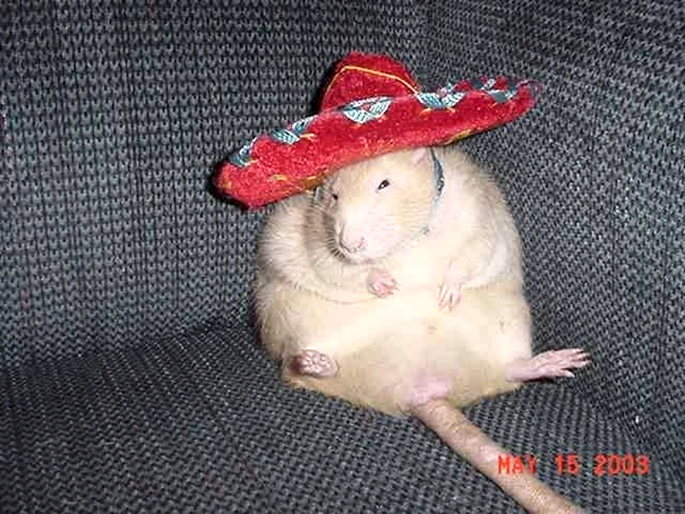 Dumbo Ratte