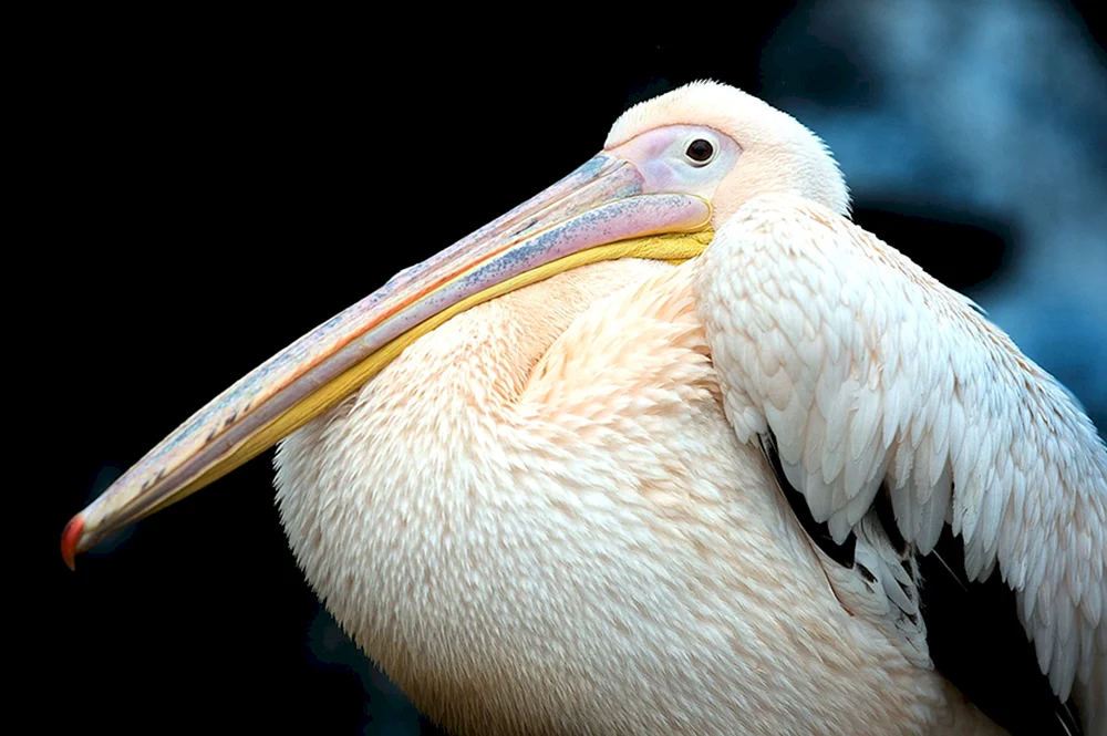 Federvögel