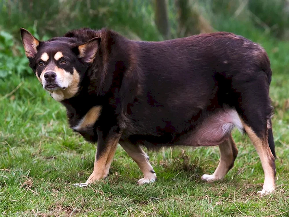 Deutscher Schäferhund Kurzbeiniger Hund