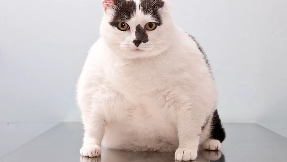 Fette Katze Weißrussland