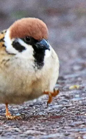Fetter Spatz