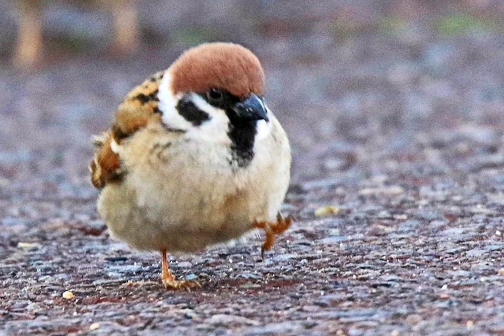 Fetter Spatz