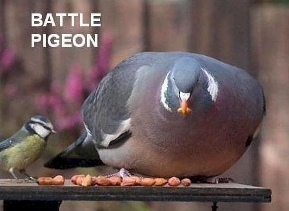 Fettvogel