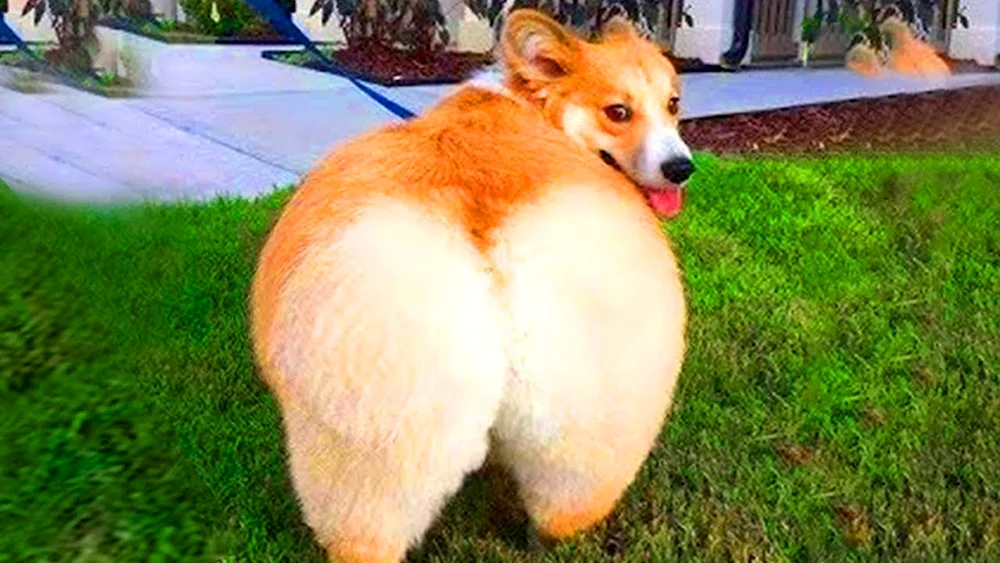 Fat Corgi