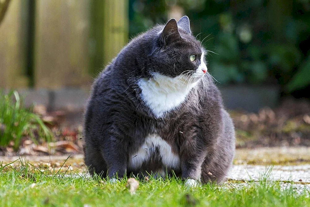 Fette Katze