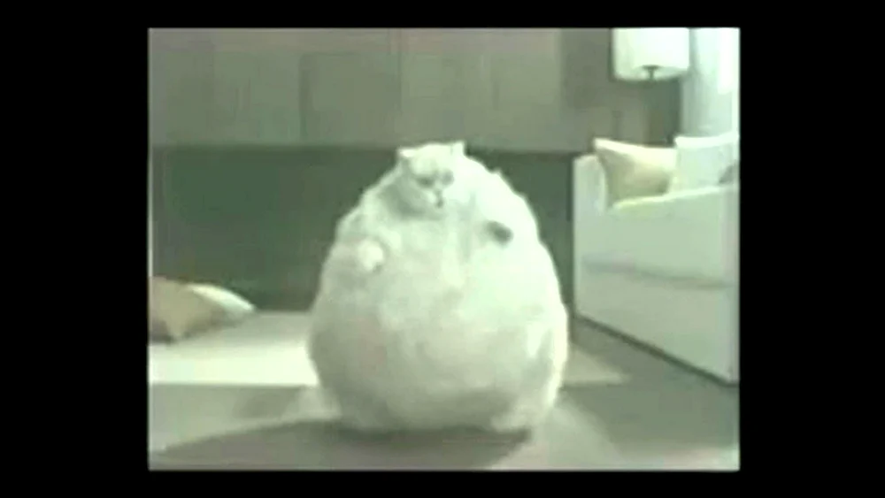 Fette Katze