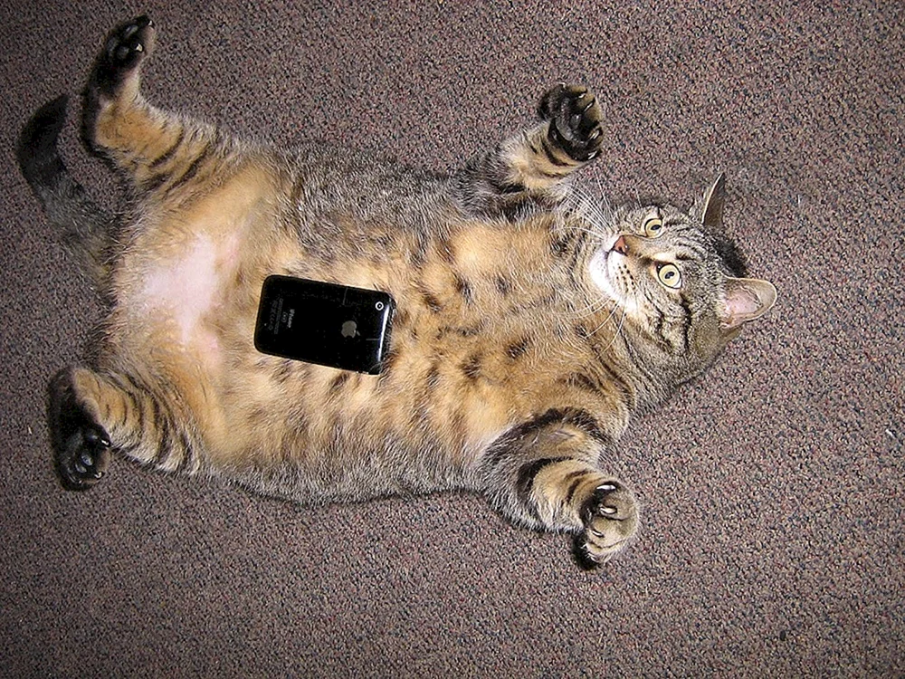 Fette Katze in der Welt