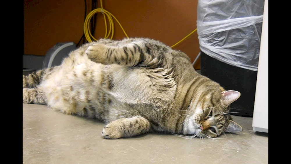 Dickste Katze