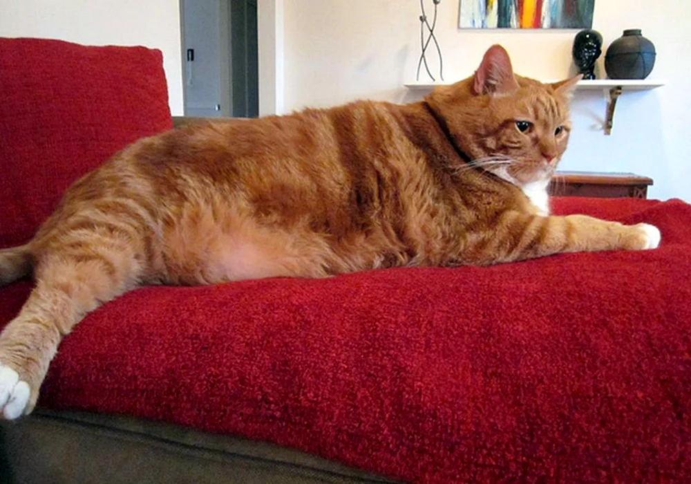 Dicke Katzen