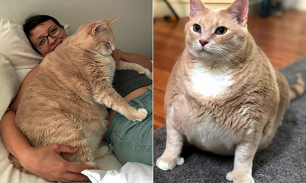 Dicke Katze