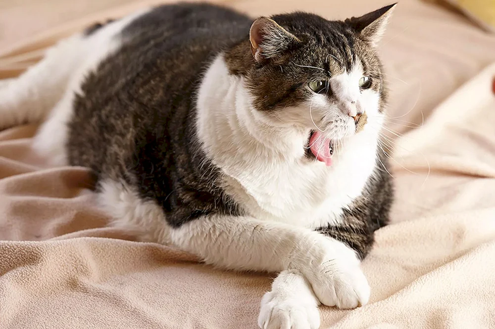 Langhaarige Katze