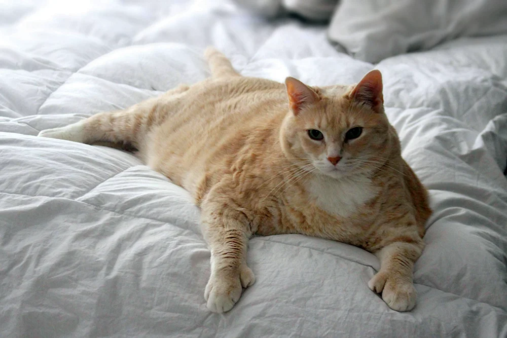 Himmy Katze 21 kg