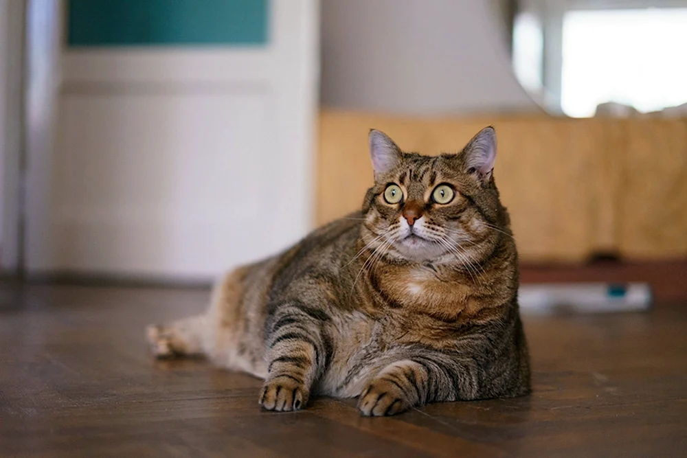 Dicke Katzen
