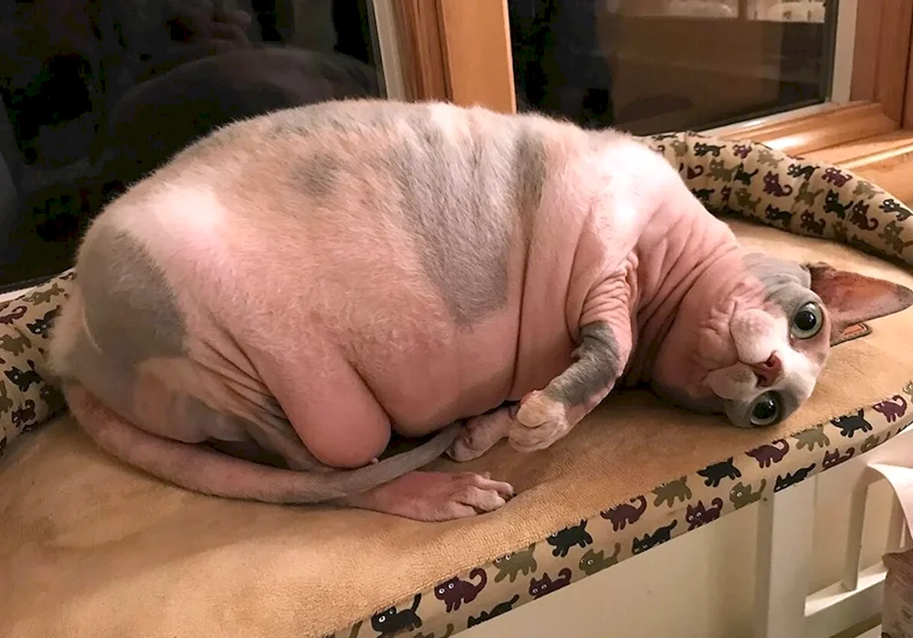 Fette kahle Katze