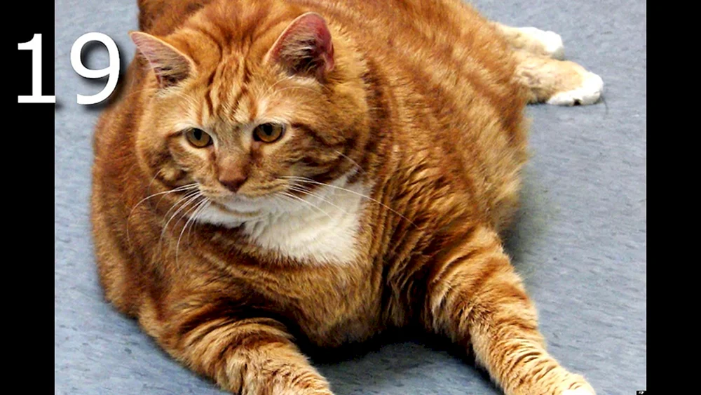 Dicke Katze