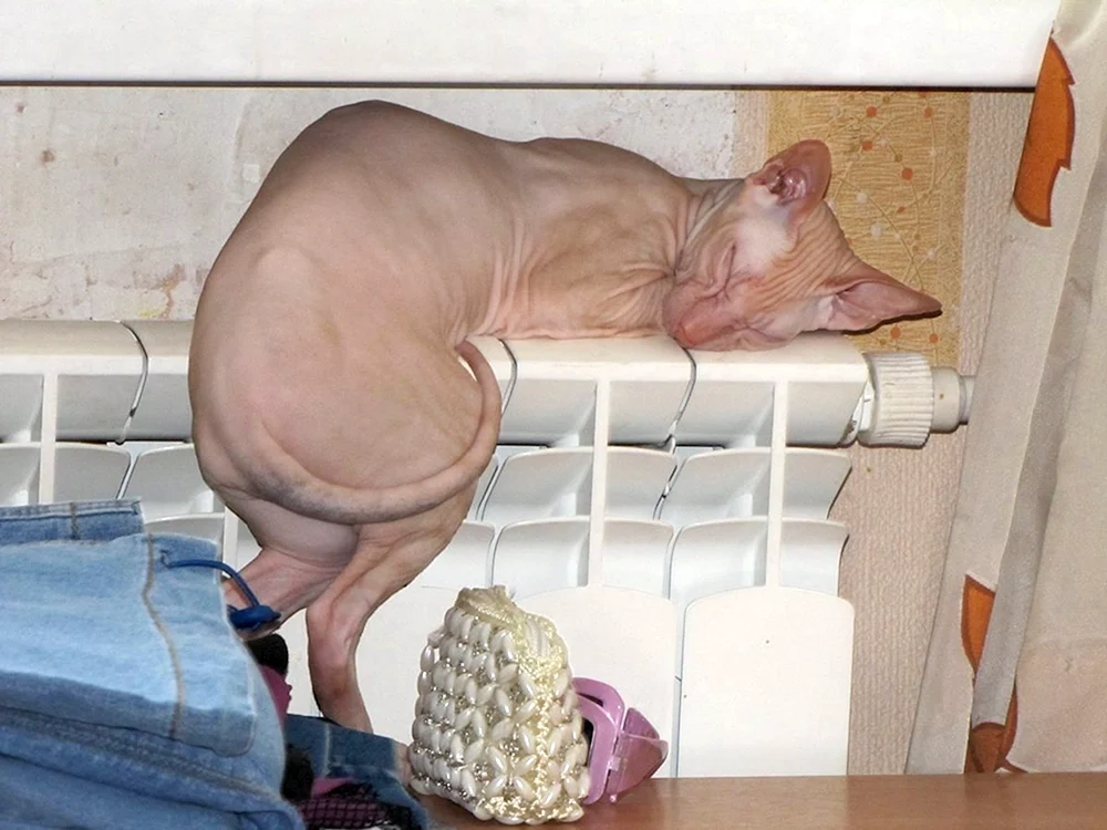 Don sphynxes