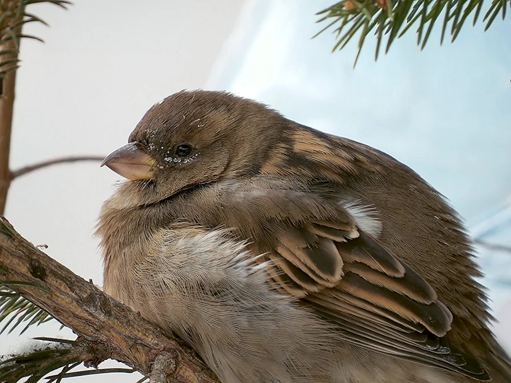 Kleiner Spatz