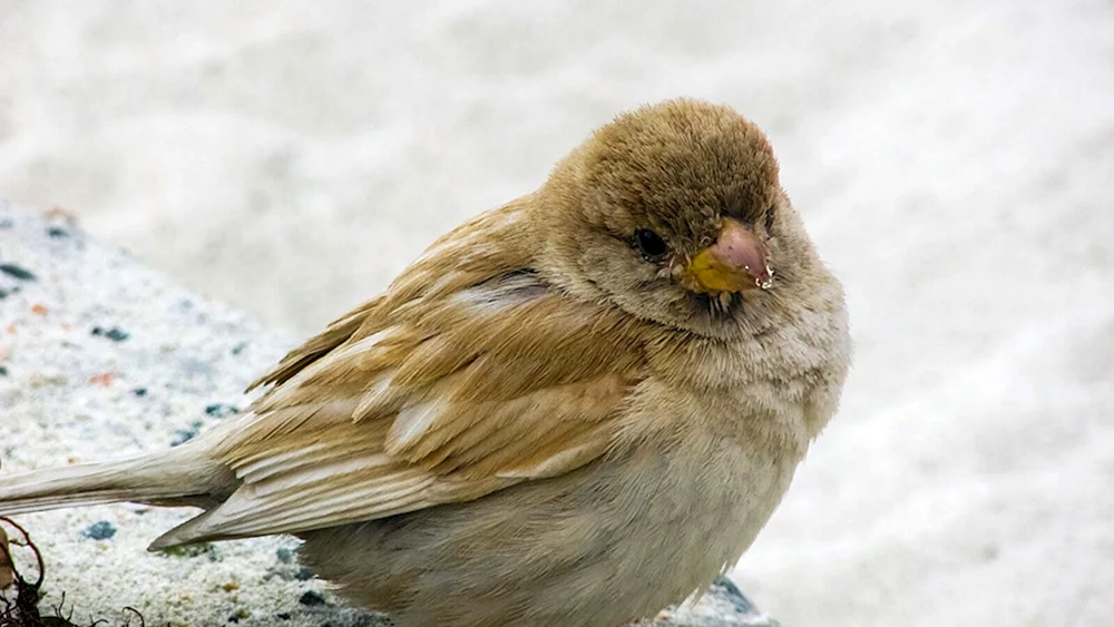 Haussperling