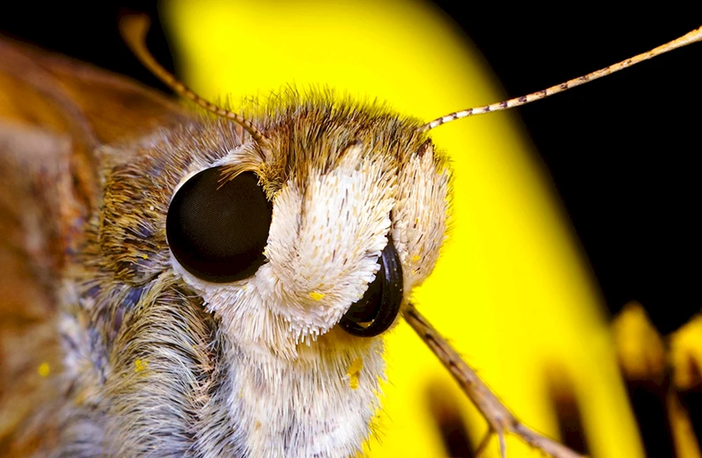 Gesicht des Schmetterlings