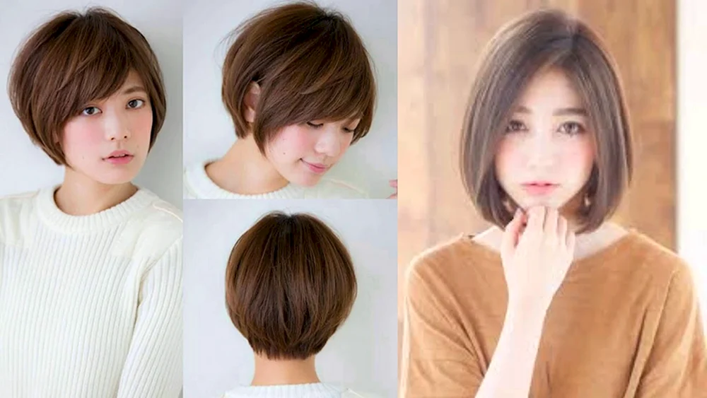 Pflege Pixie Bob