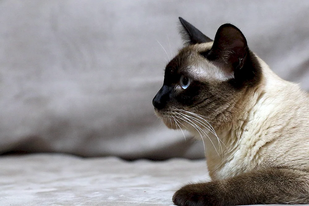 Tai Katze und Munchkin