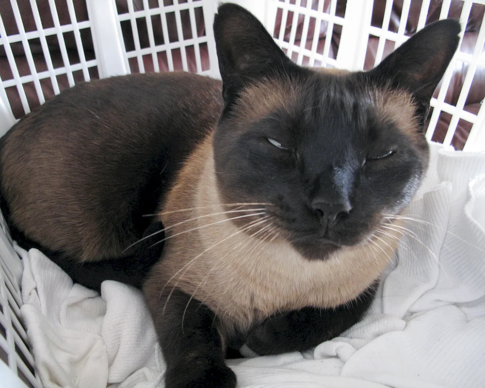 Tonkinese schwarz