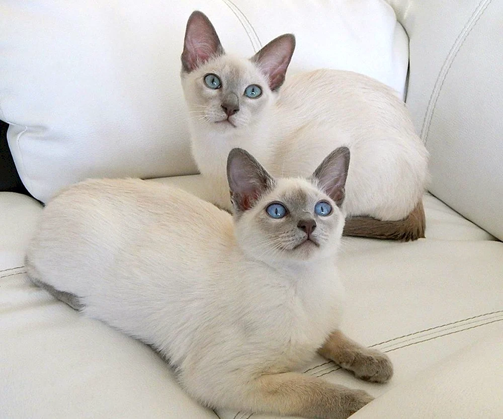 Tonkinese Katze Rasse