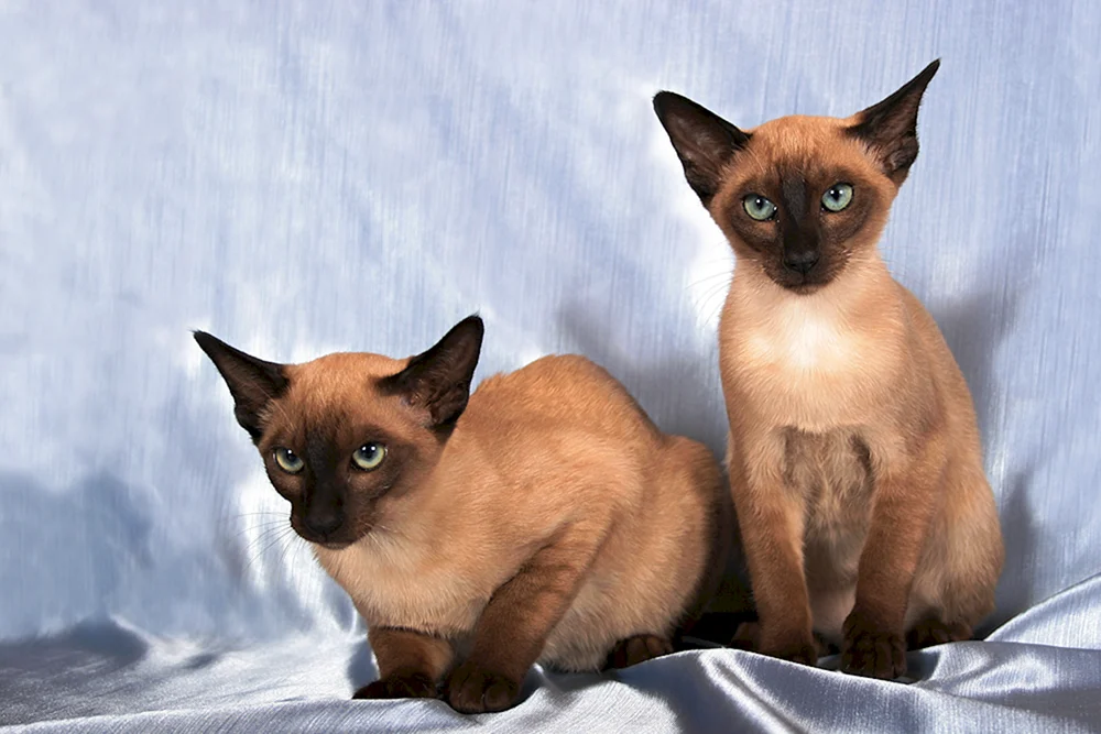 Siam-Oriental-Katze