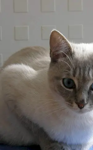 Tonkinese Cinnamon Point