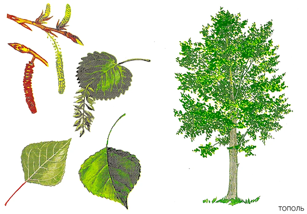 Aspenbaumblätter