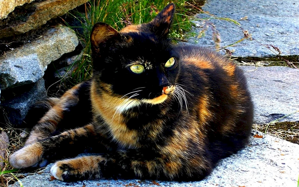Sibirische schildpatt Katze