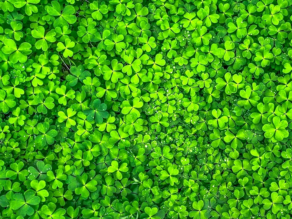 Blumiges vierblättriges Kleeblatt